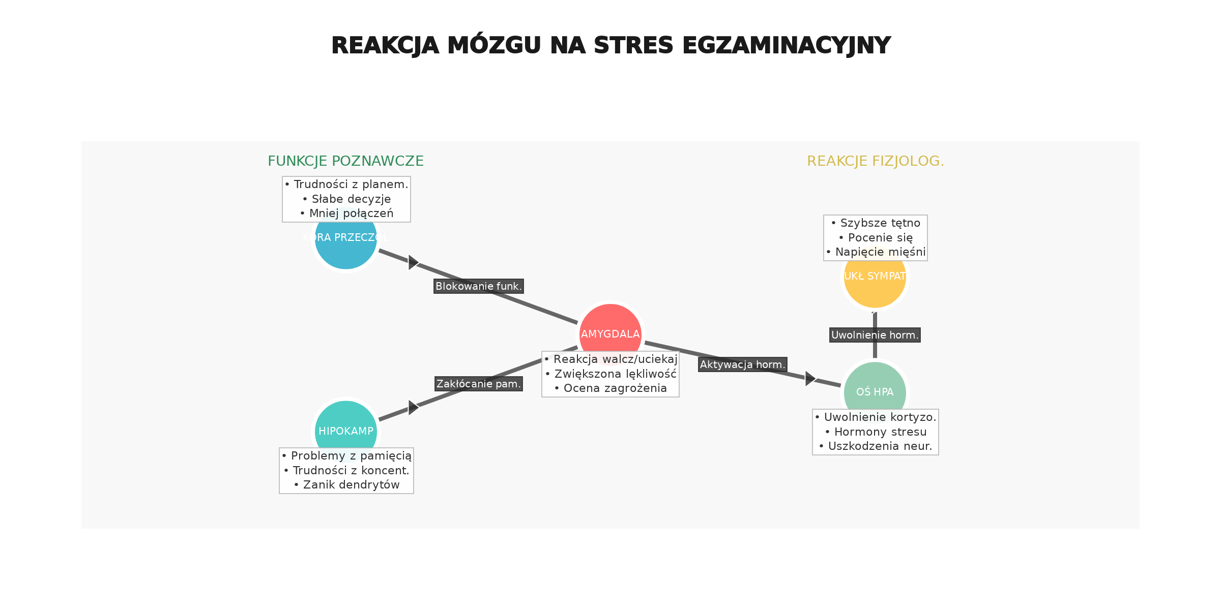 Jak mózg reaguje na stres egzaminacyjny - zmiany w kluczowych strukturach mózgowych